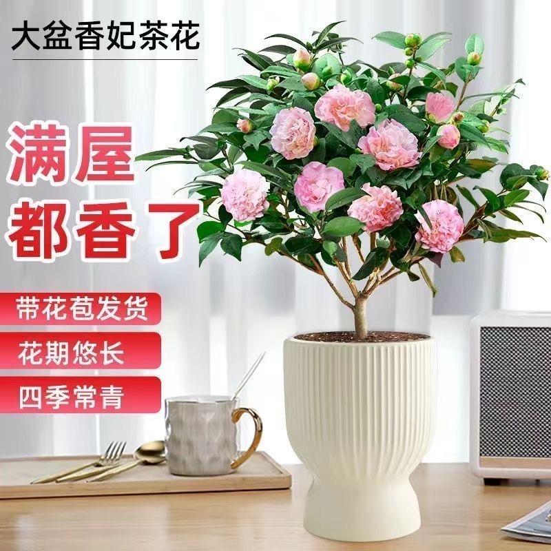 辰辰花卉园艺小铺