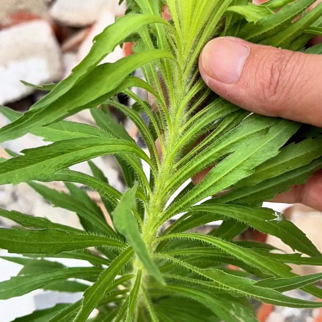 杂草的故事