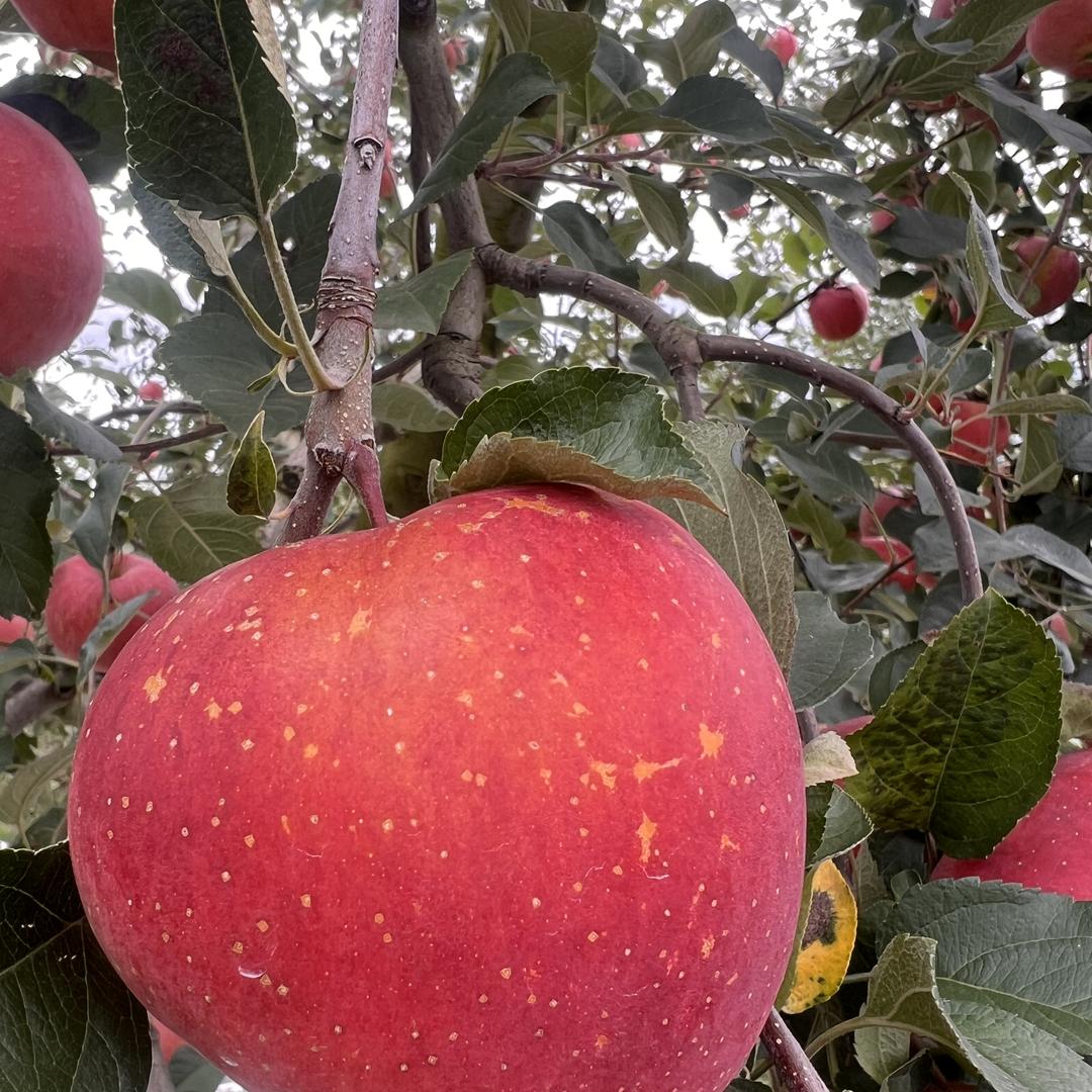 禾木林优选鲜果