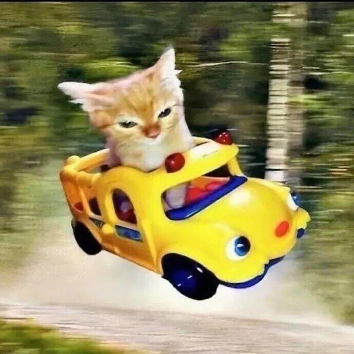 漂移小猫