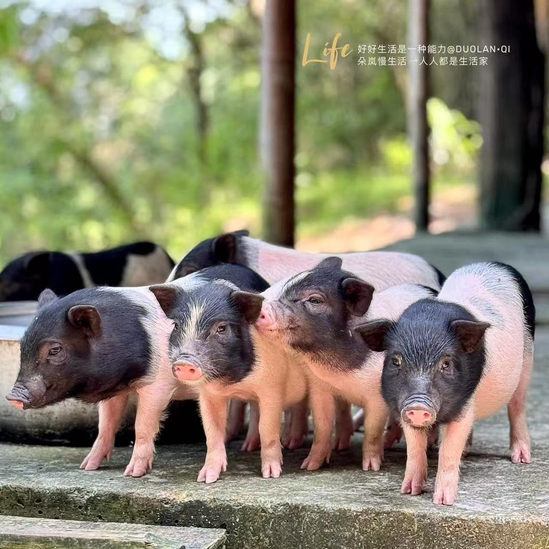南阳牧旺养殖号