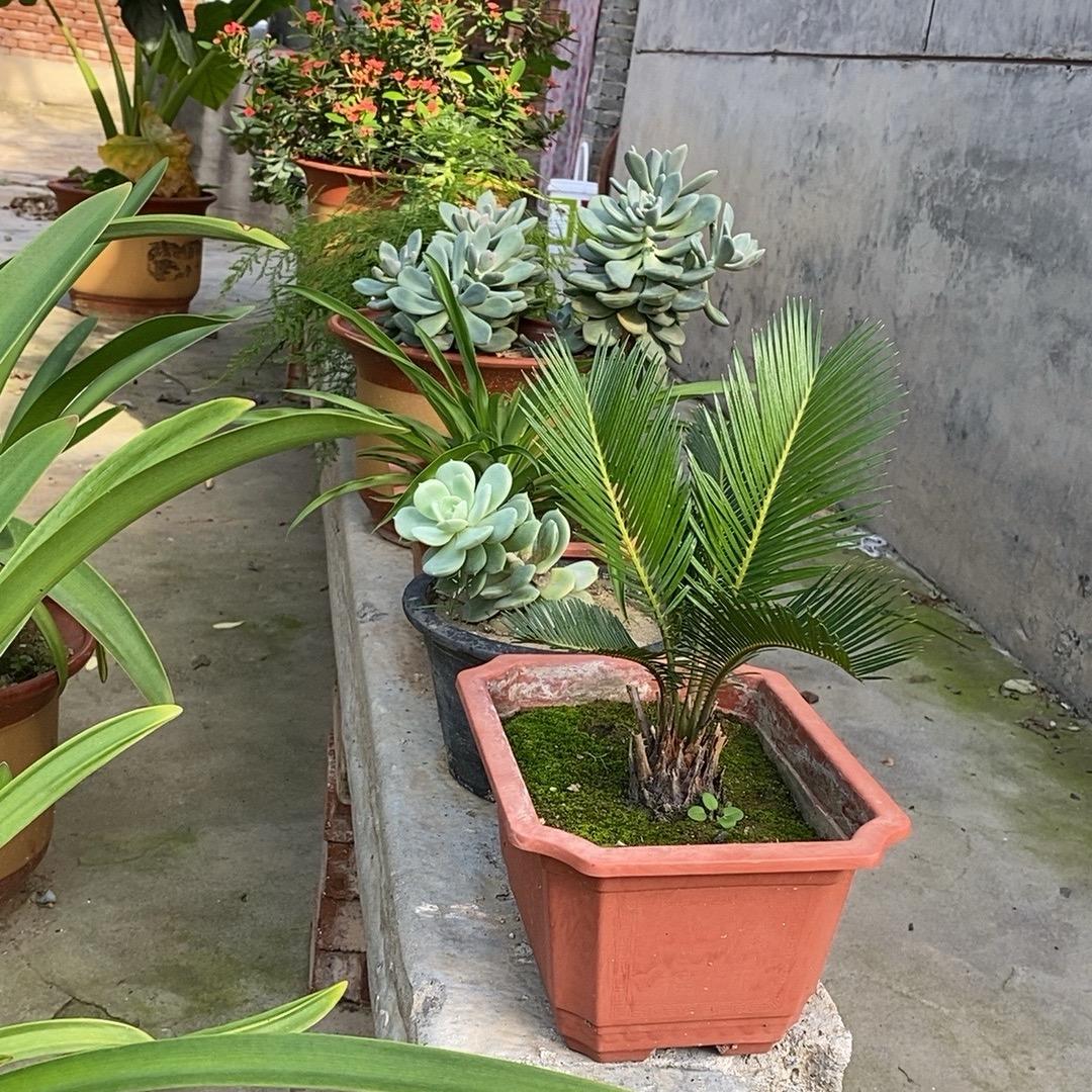 几步花开