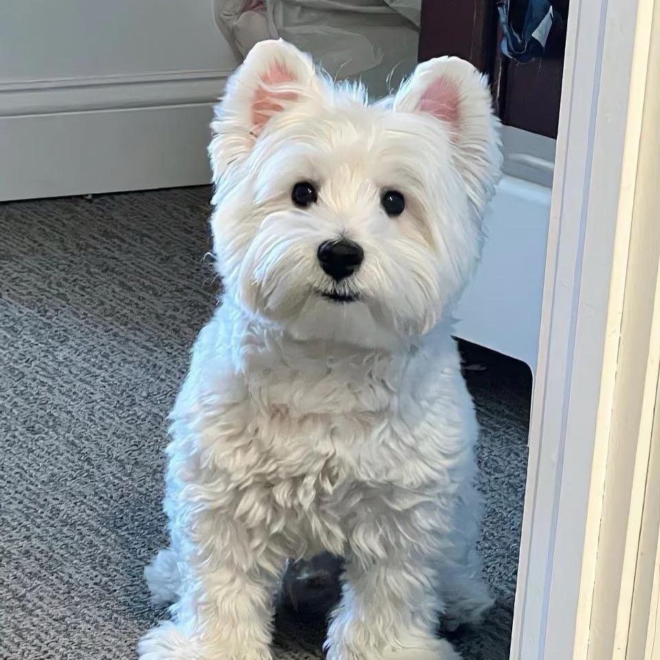 广龙（爱生气版）