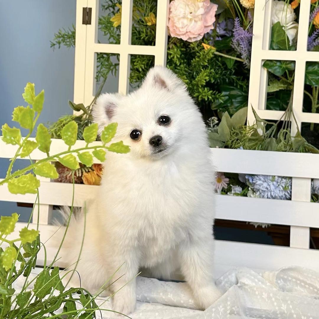 昙花一现