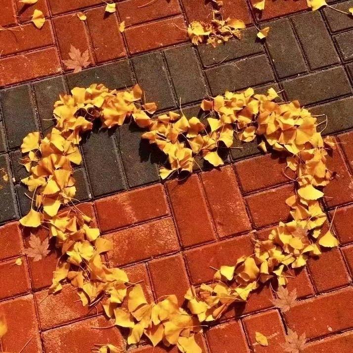 67565236744