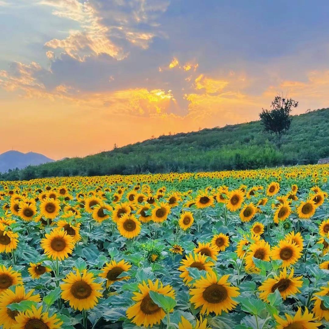 a向日葵🌻