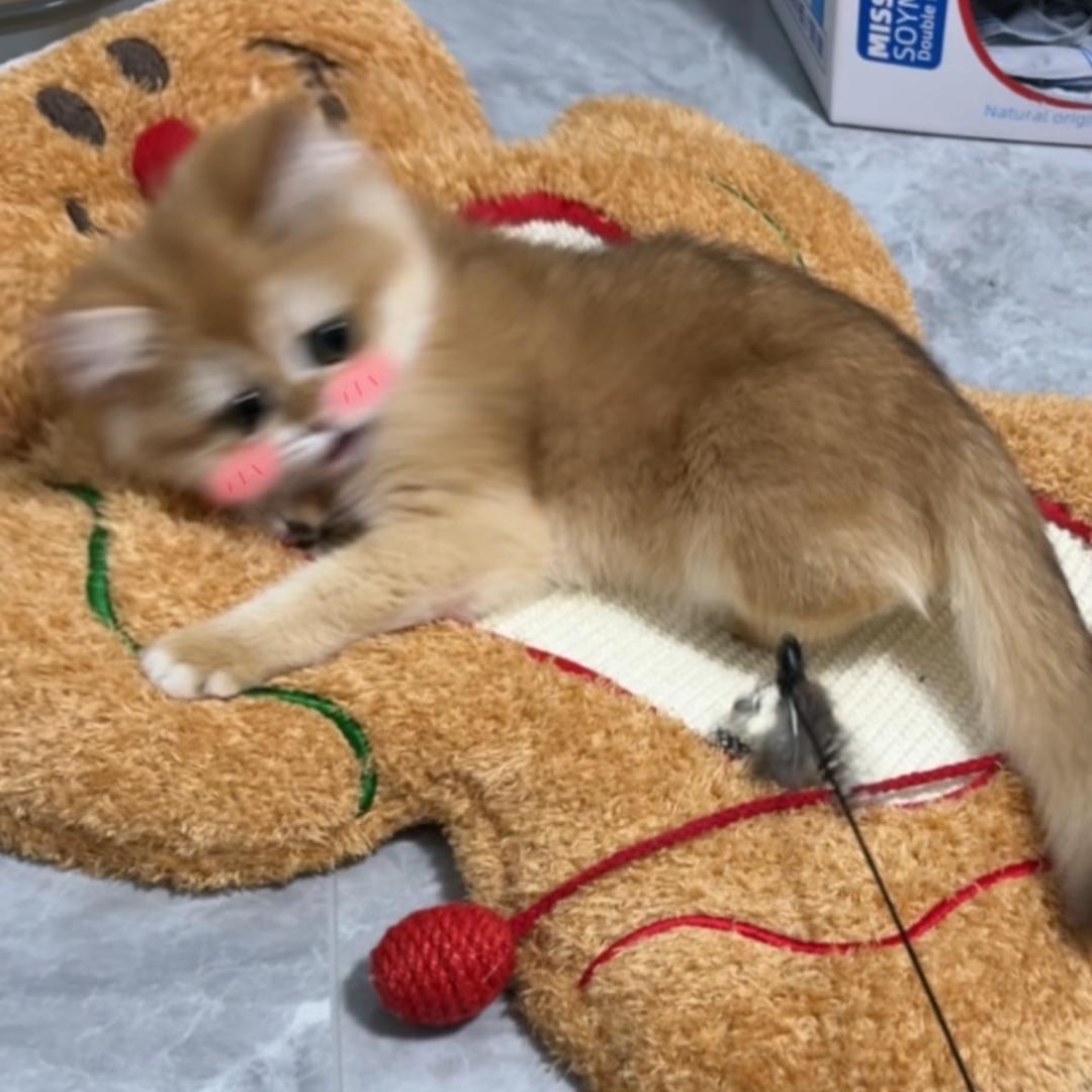 当地一只肥猫🐱