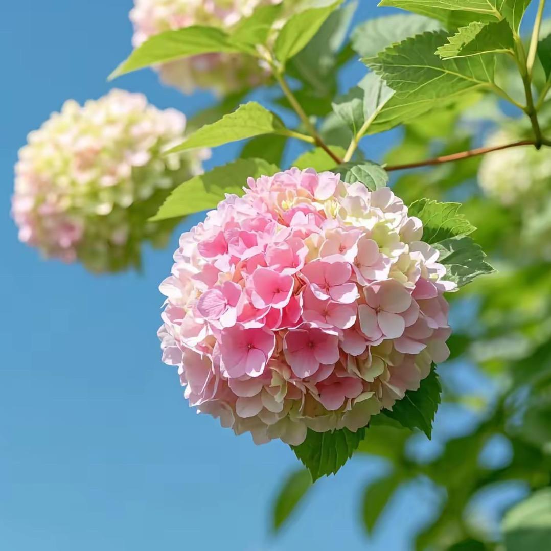诗语花卉园林