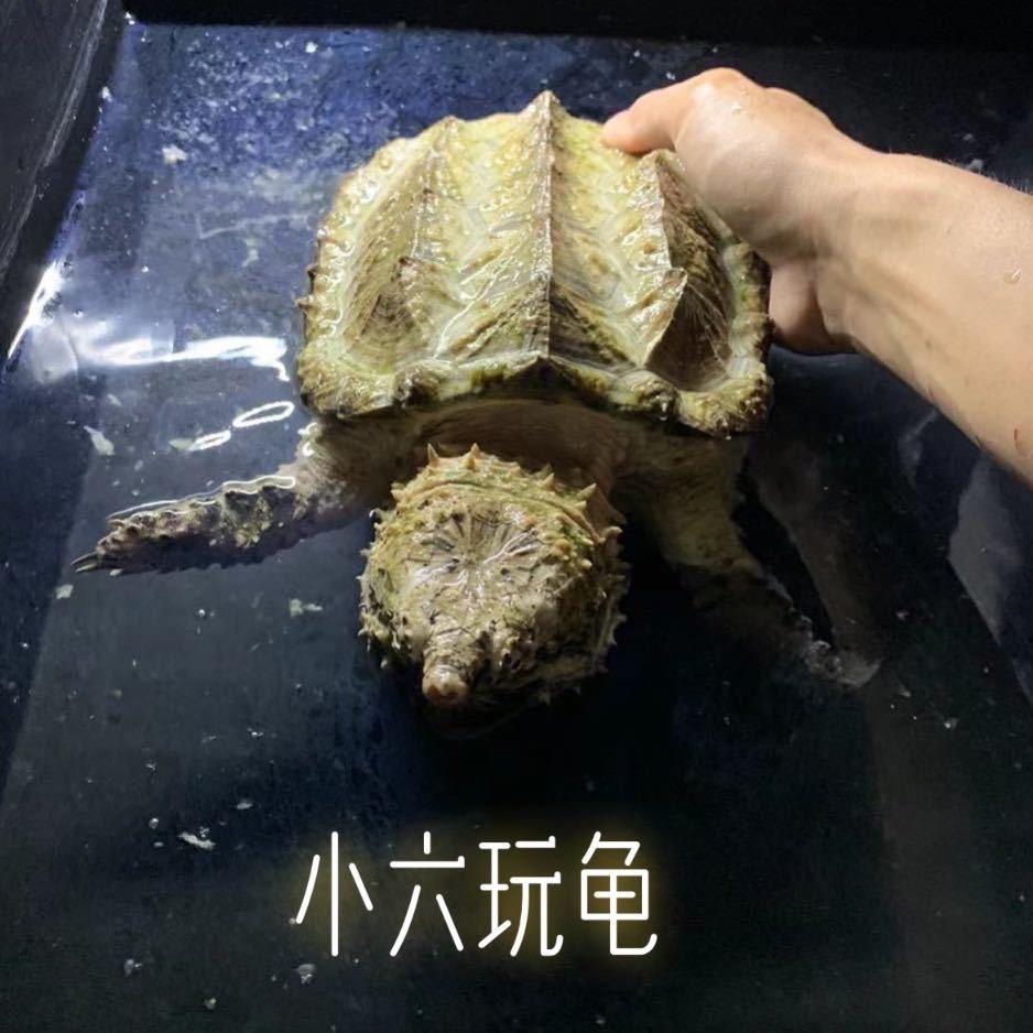 小六养龟日记🐢（收退坑）