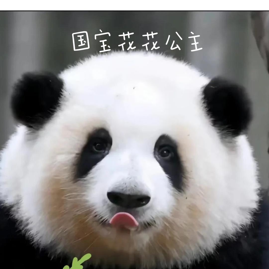 成都小彭子滴滴网约车