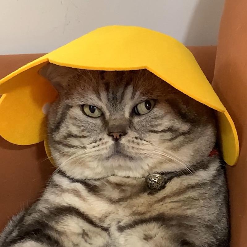 一只懵逼
