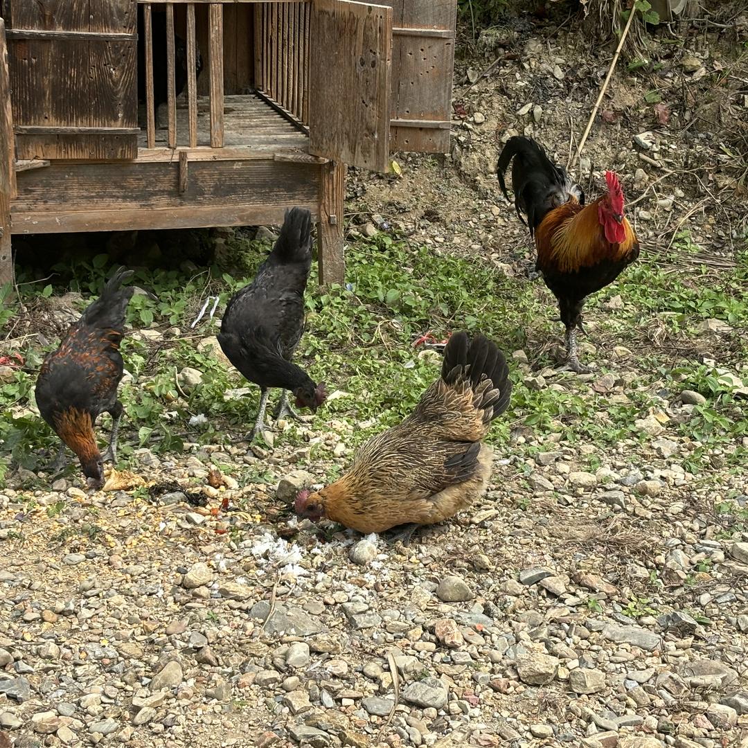 贵州黔山农特优选1