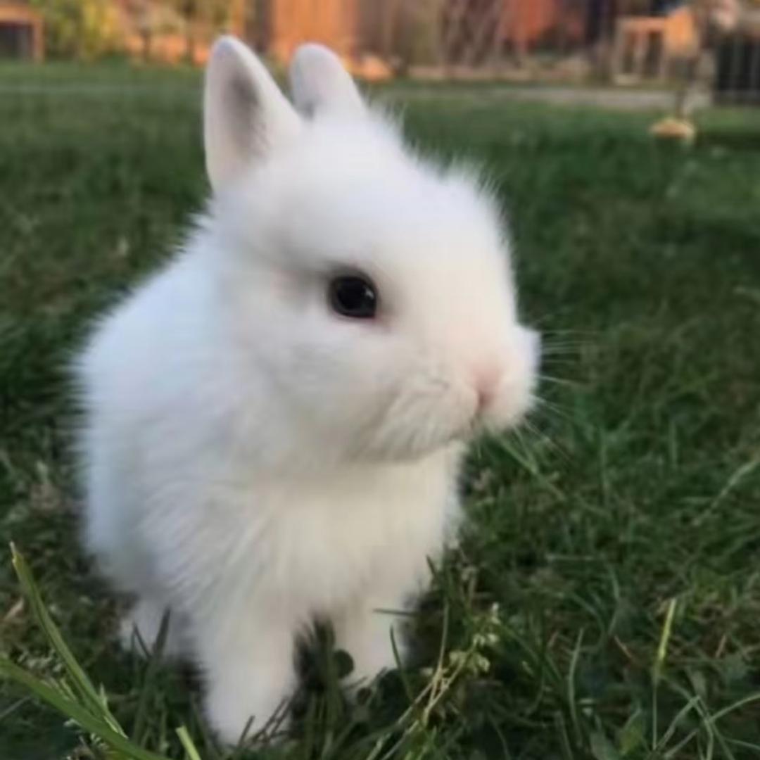 Charlie