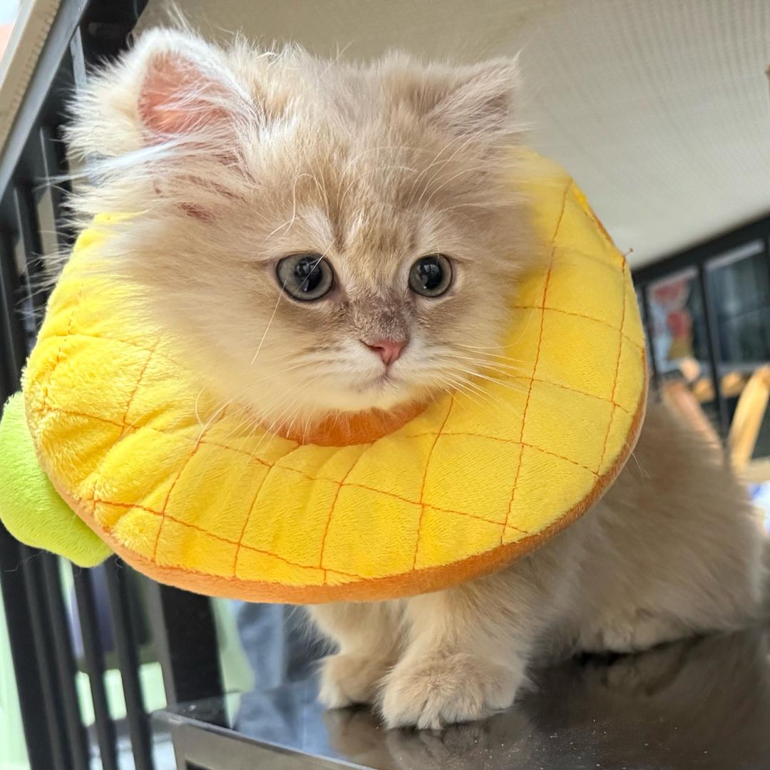 Hello