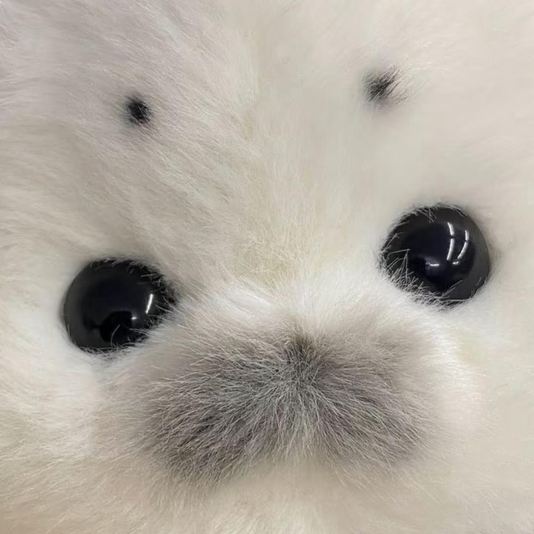 可爱的胖猫旧金山老黑😄