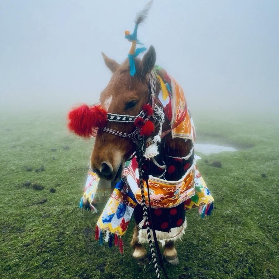 雑畞尔米～旺堆🐑