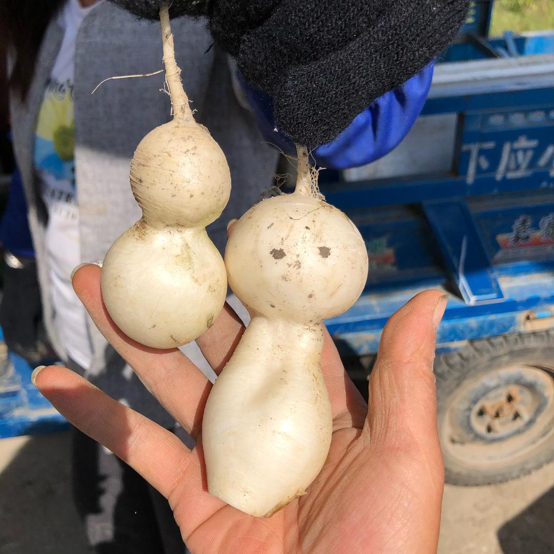 海中游燕