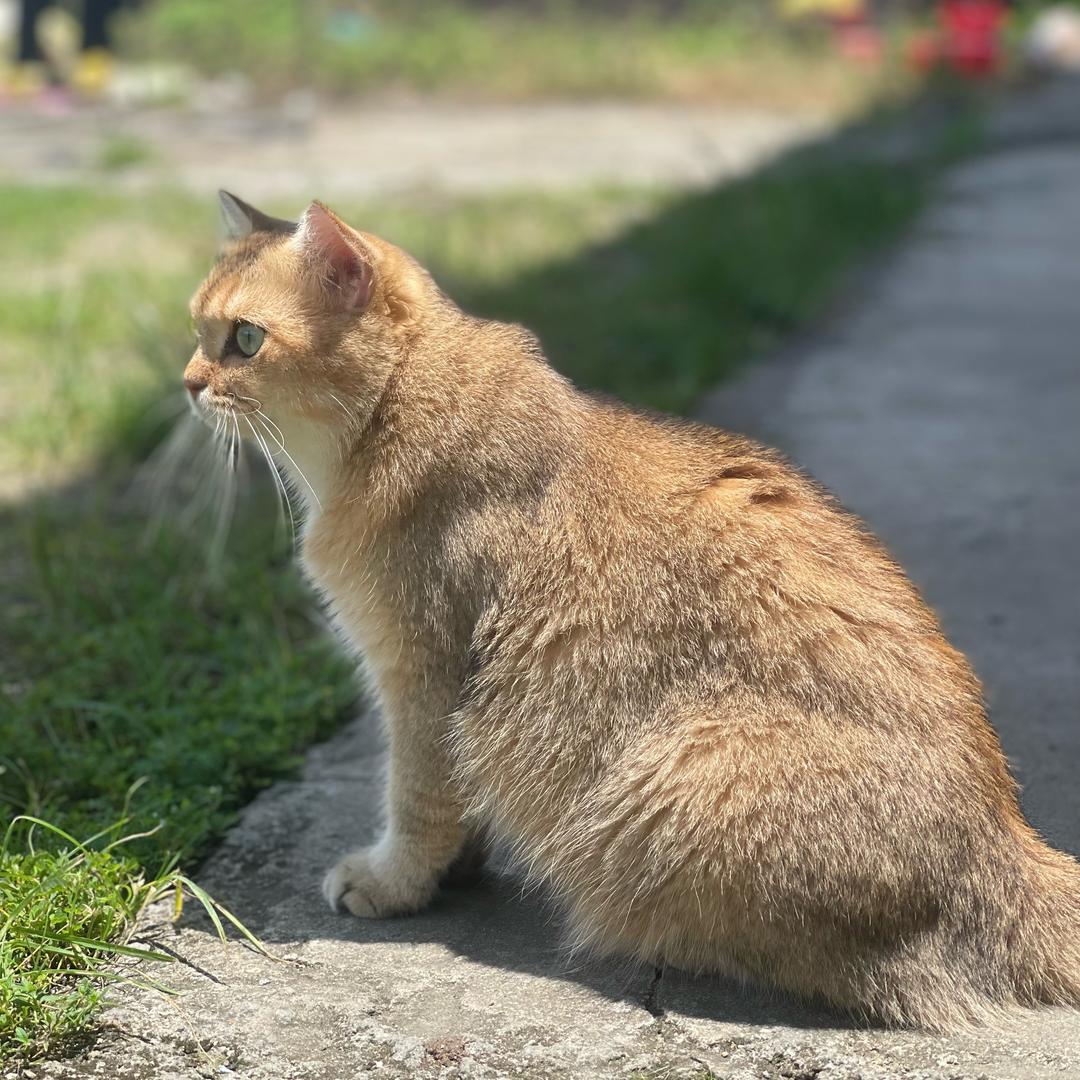 果粒是只大馋猫