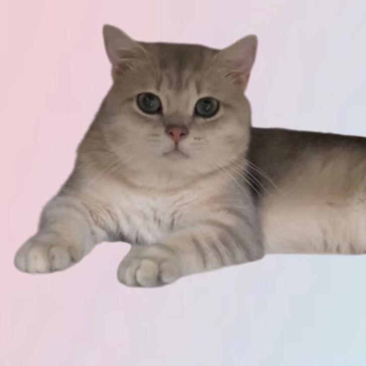 咪咪是只猫