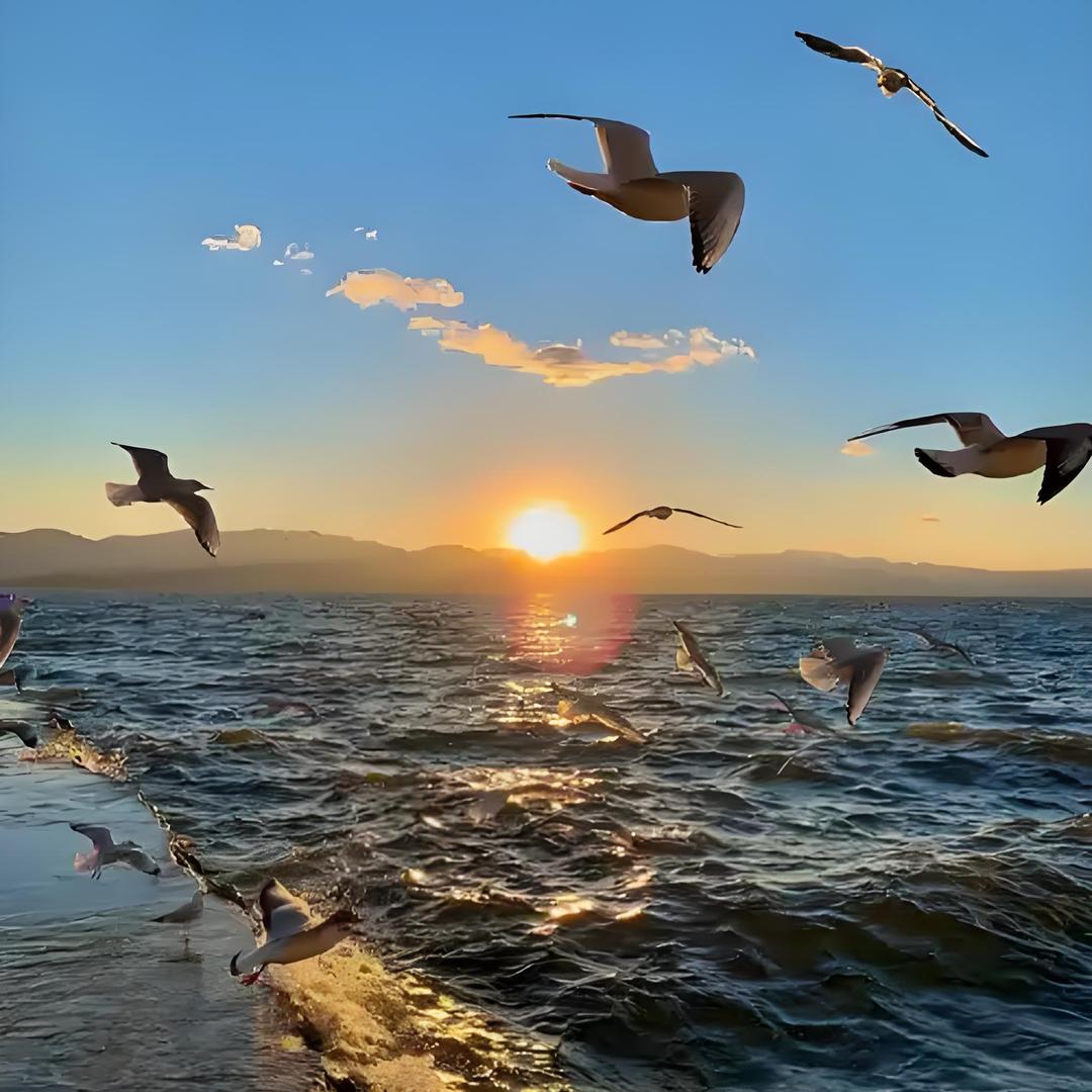 🇧🇴🇬🇳🇻🇳