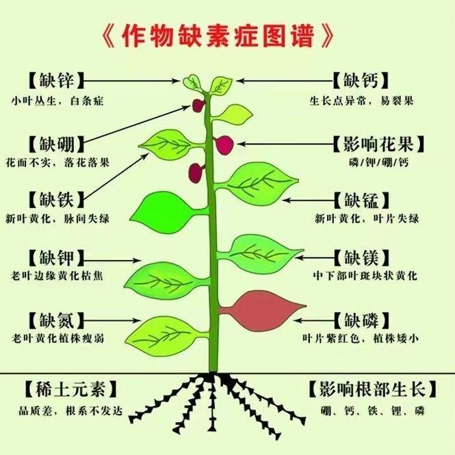 农药厂家技术支持～苗苗