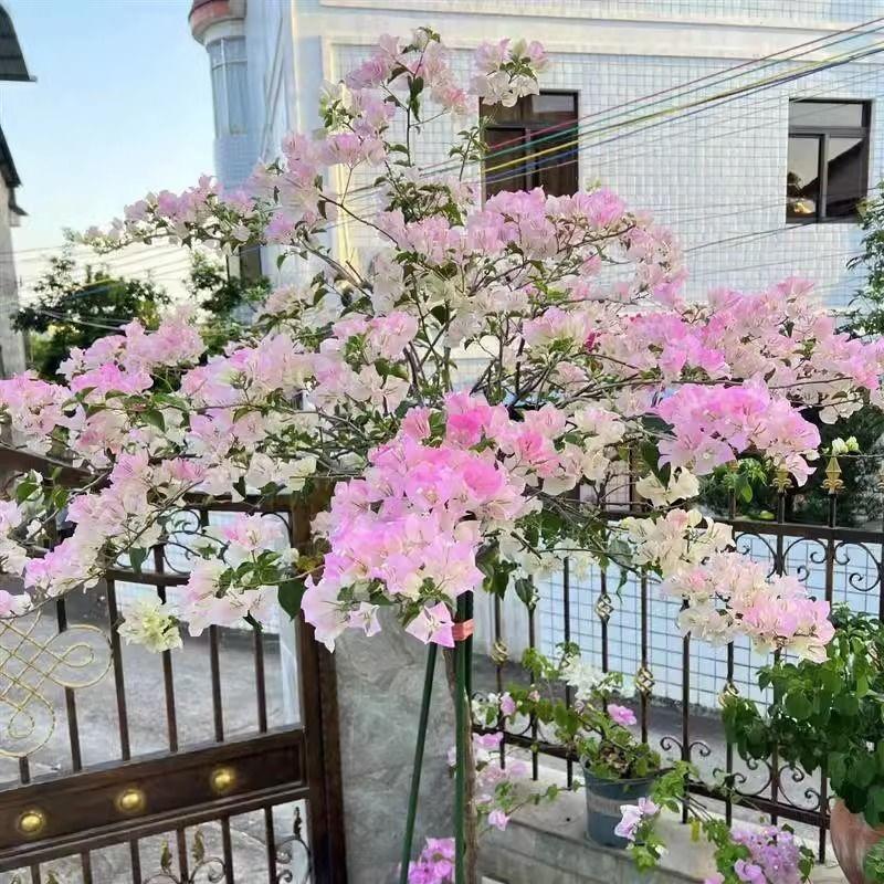 郑美兰花卉店