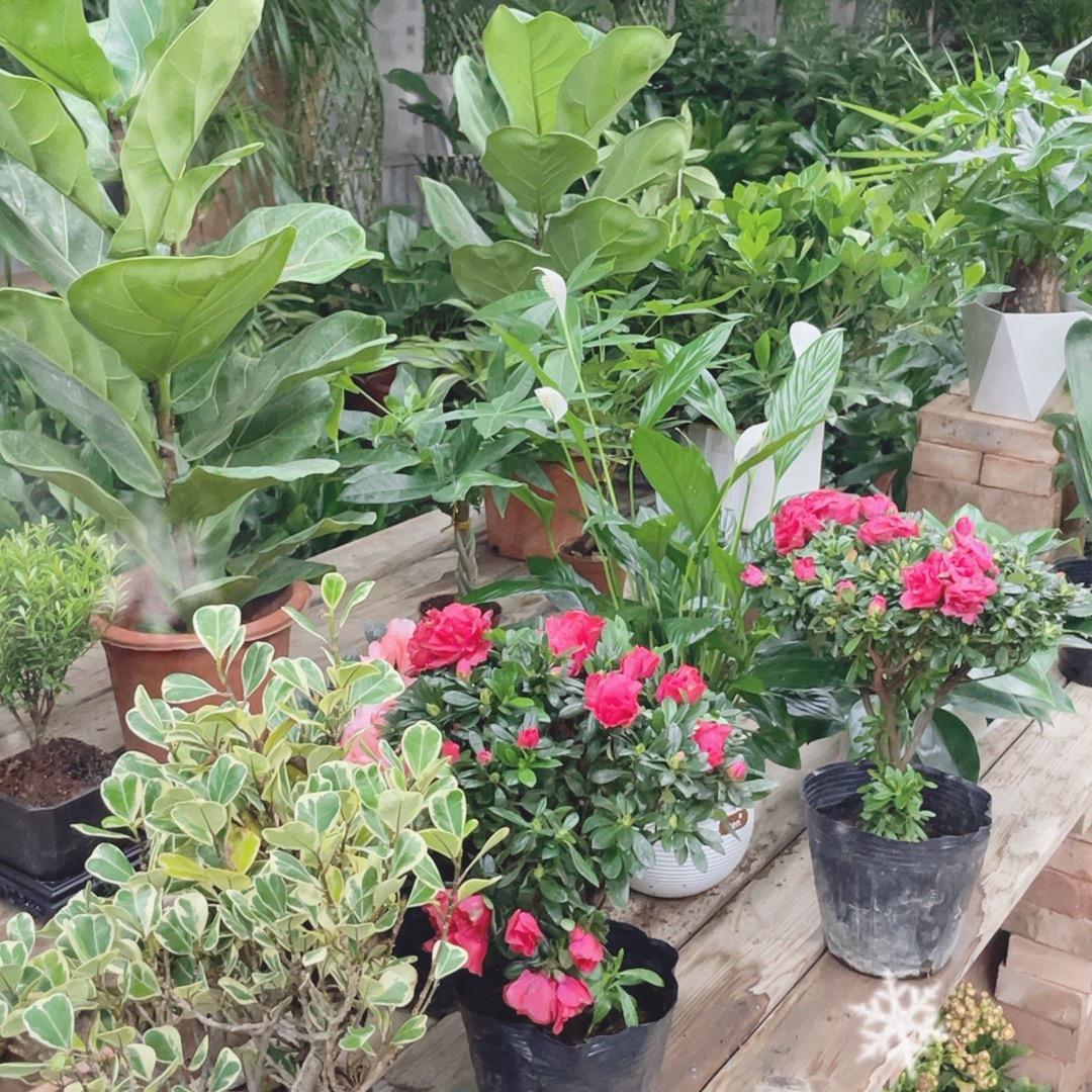 植愈生活……RL