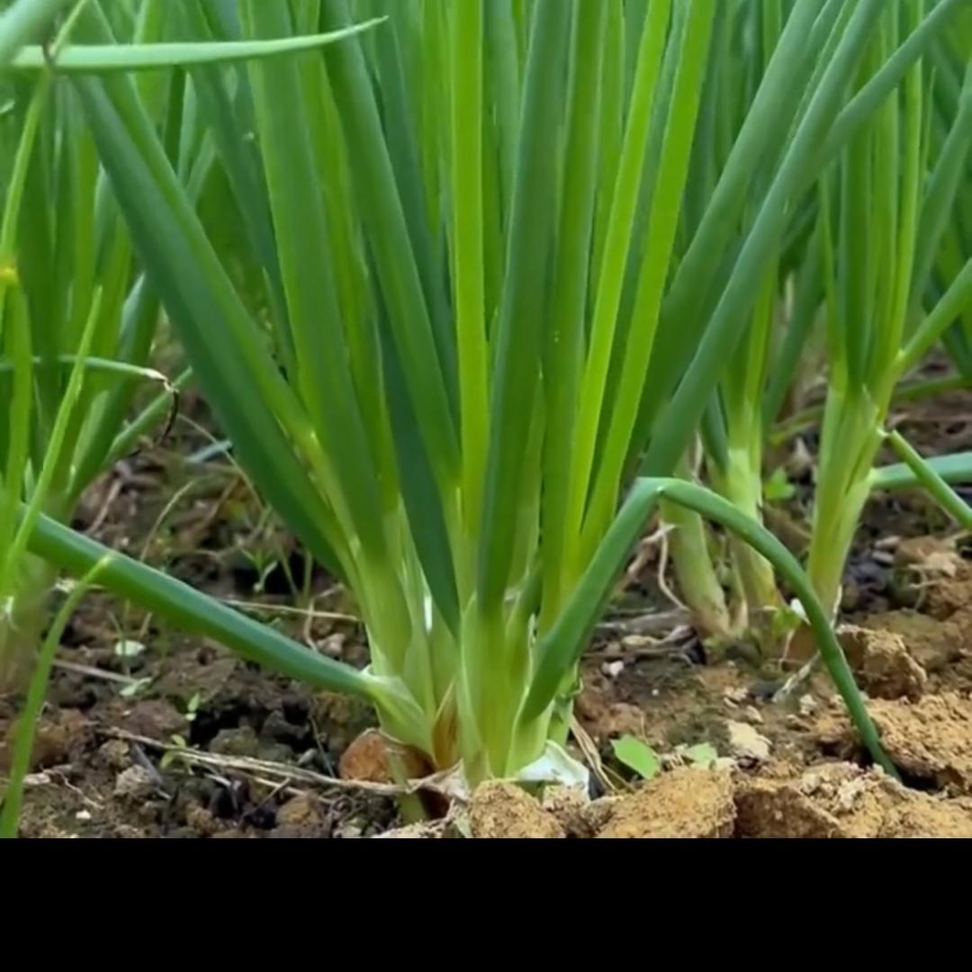 小香葱红葱头（工厂直发）