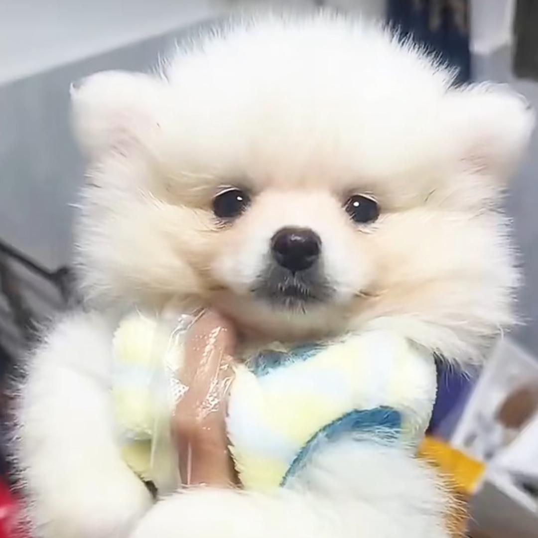 糖果宠物坊