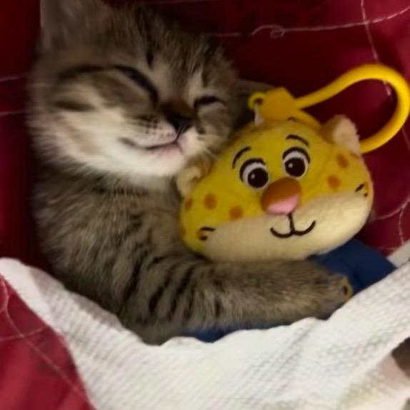 下了猫猫雨