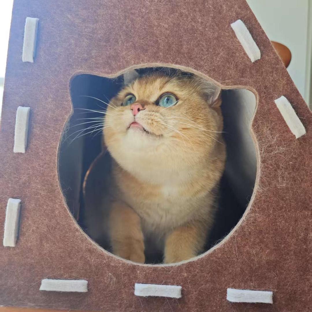 罐罐是只猫（求关注版）