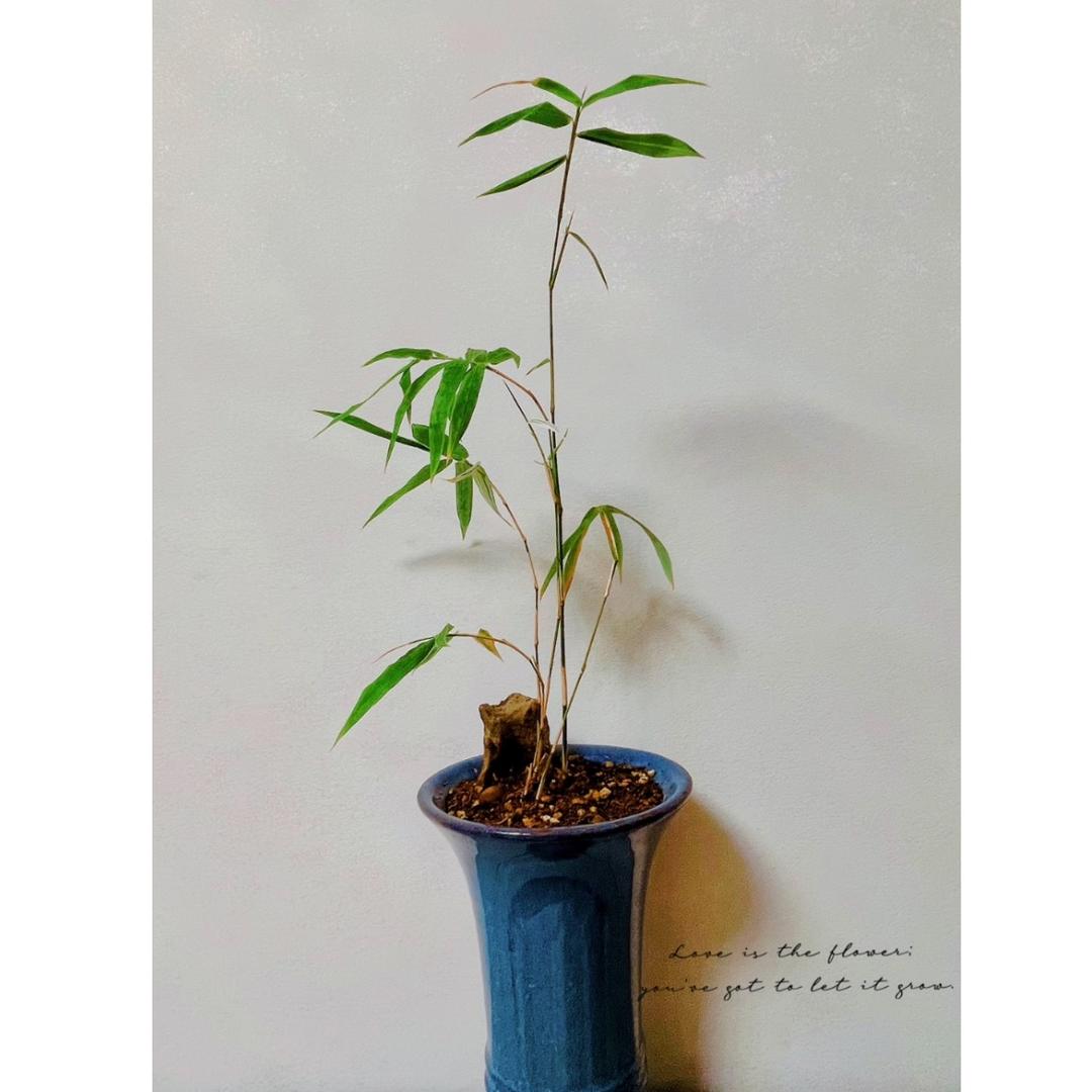 🍃清墨