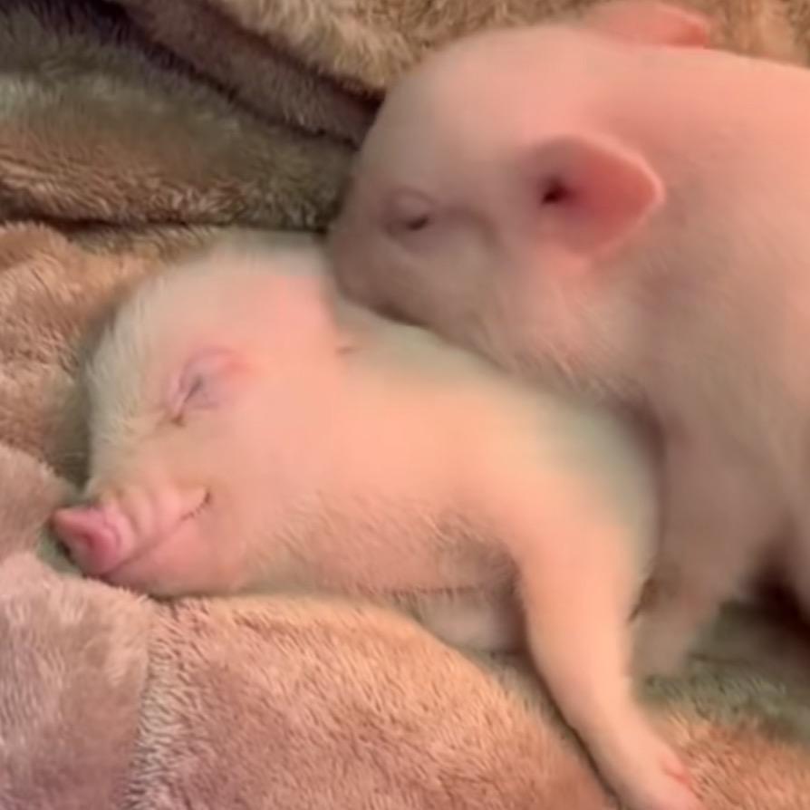 我真不是猪猪侠。