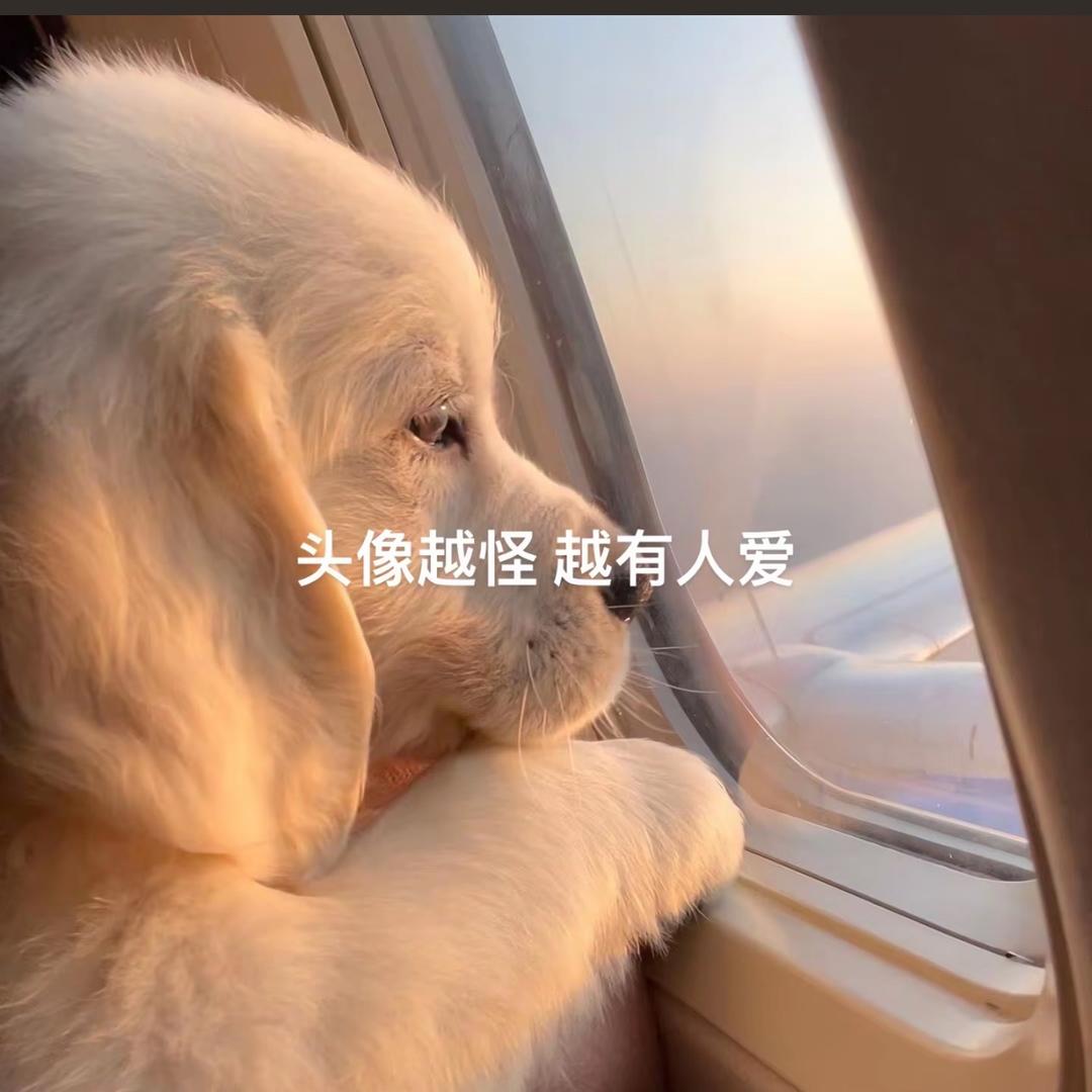 兔小兔