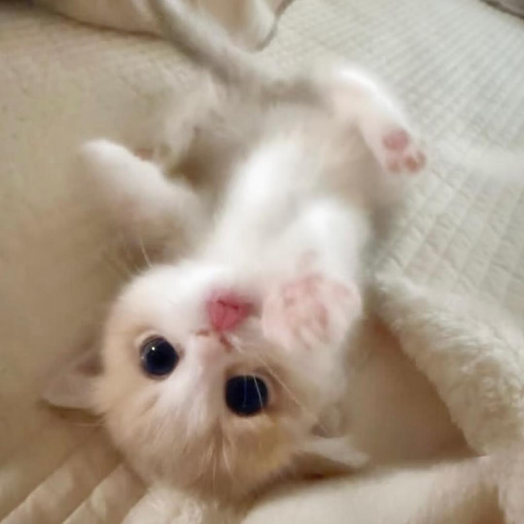 小语眠眠