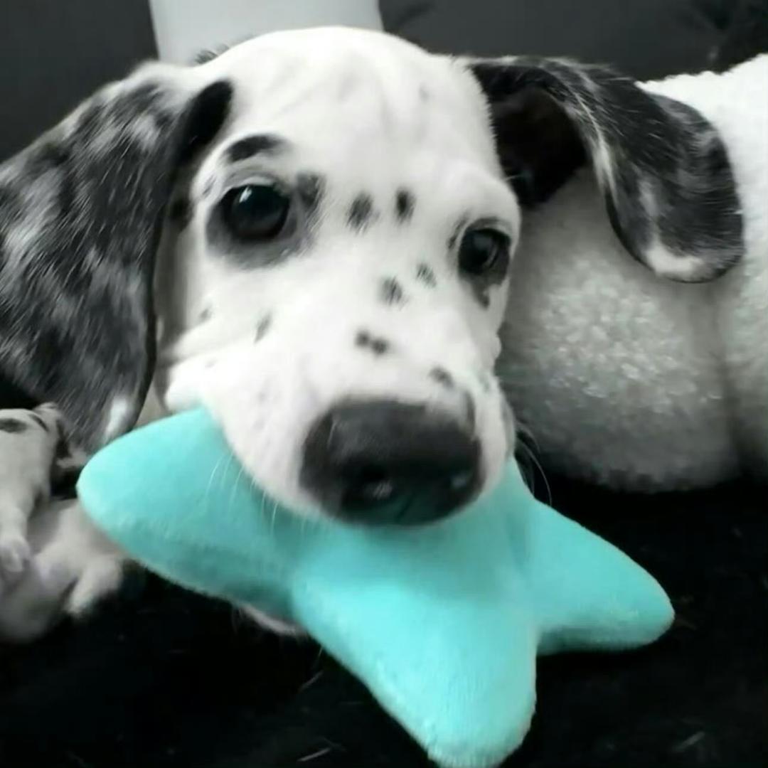 願望是成爲快乐小狗