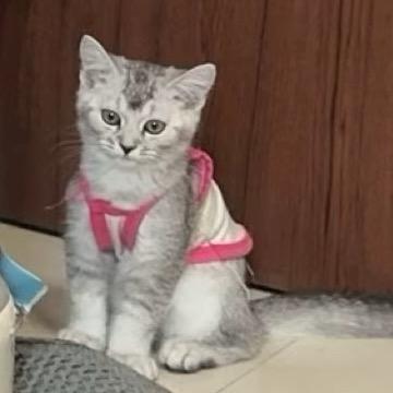 𝐘🐾