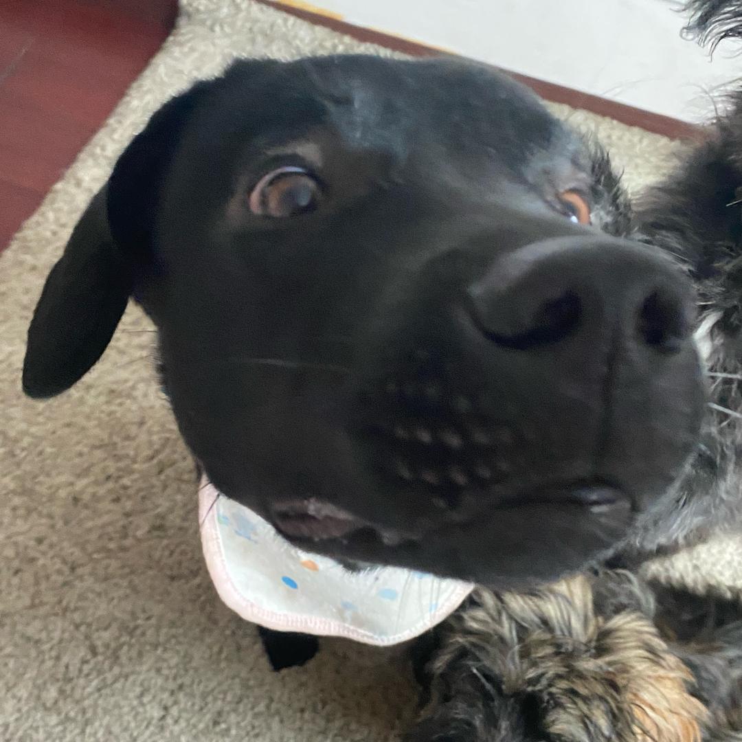 拉布拉多-小八戒