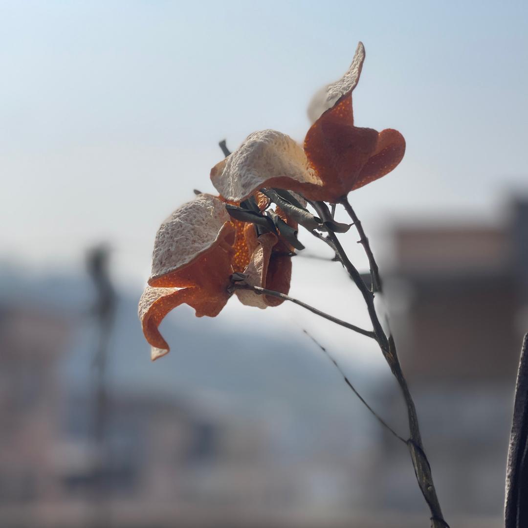 浦北茶柑易农陈皮小店