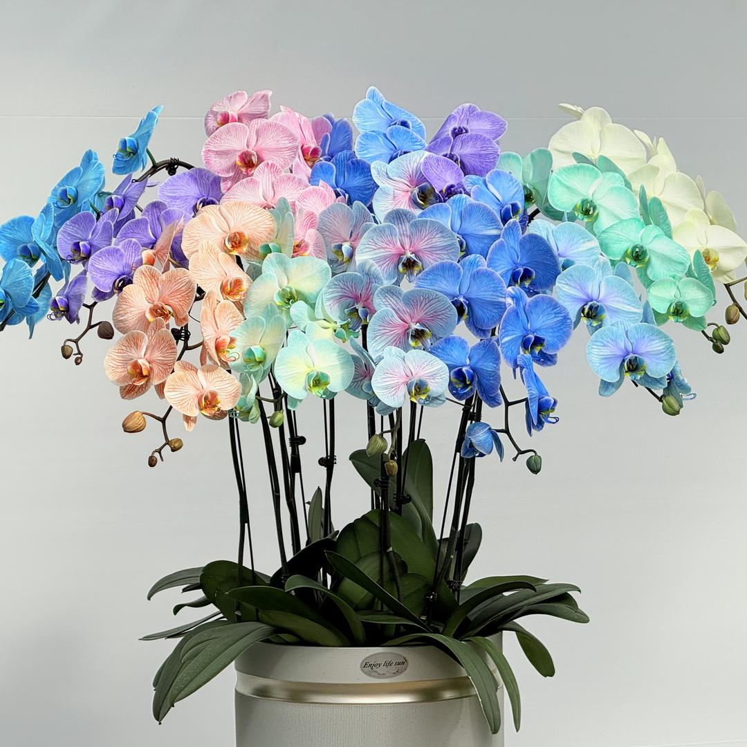 花羽兮花卉绿植