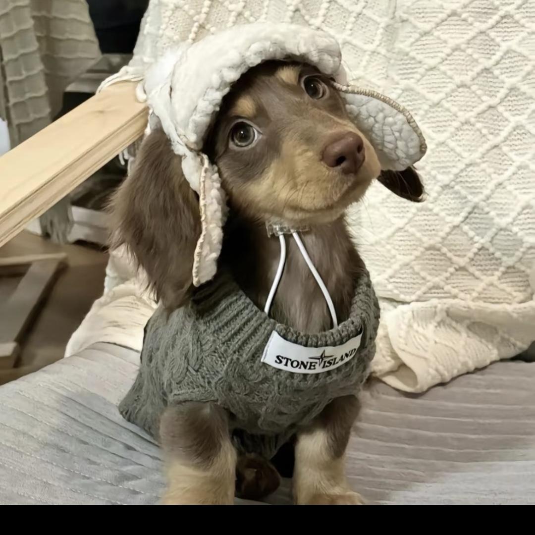 萌太子宠物服饰