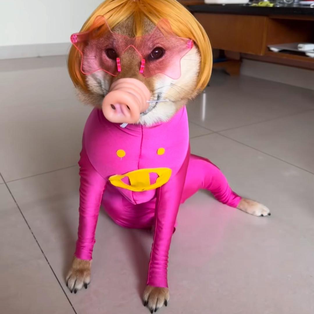 猪小妹