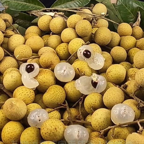 茂名龙眼
