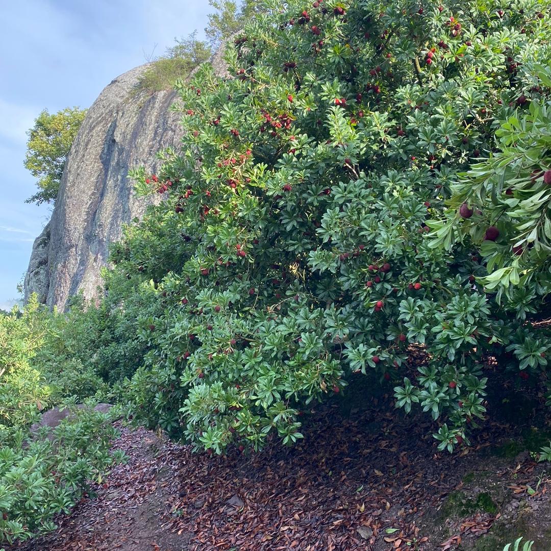 仙居．东魁杨梅