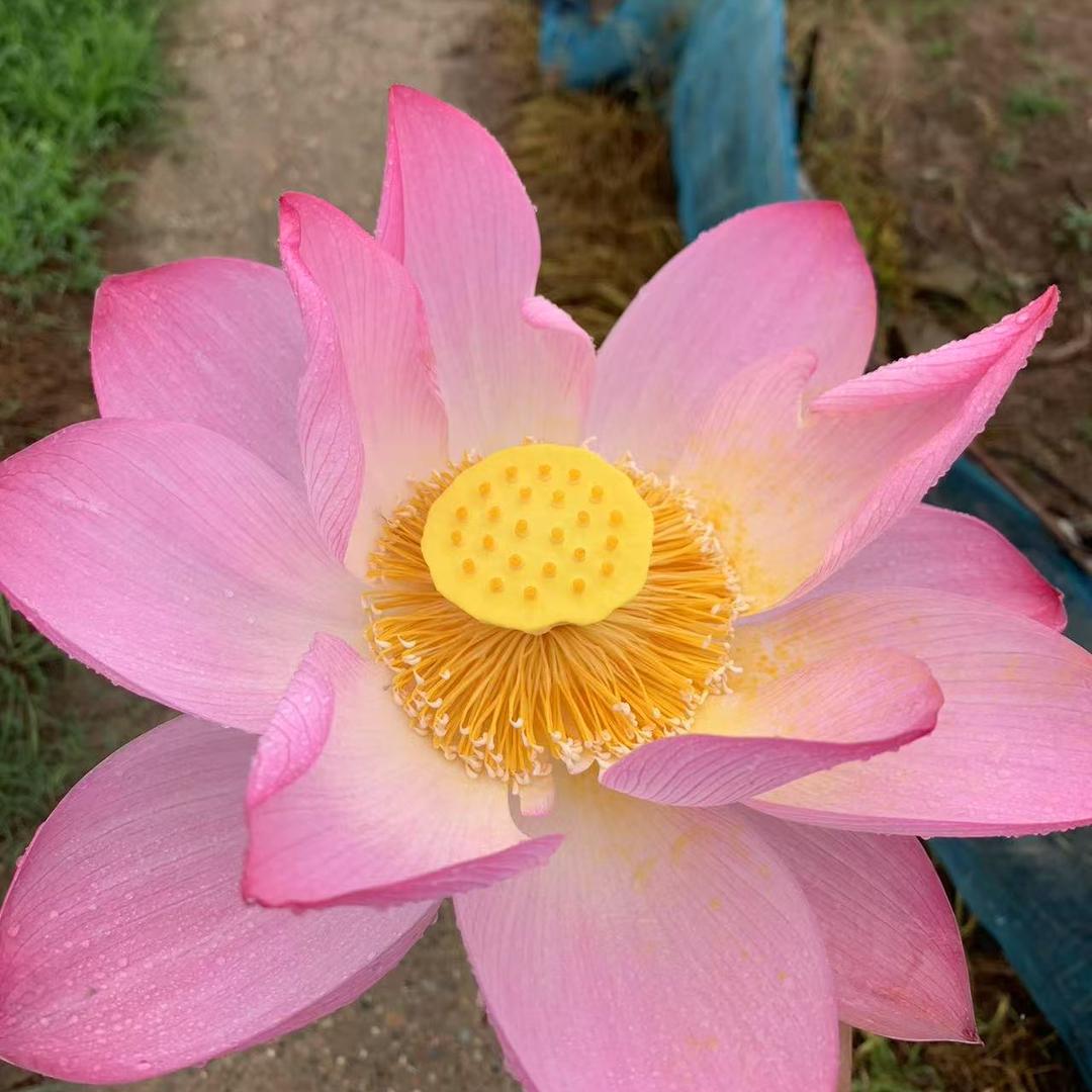 毛豆生活臻选阁