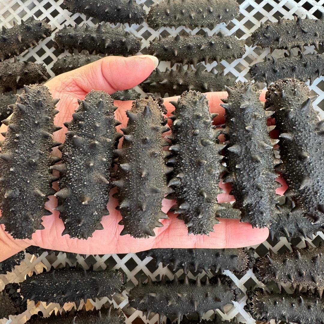 大连瓦房店海参批发—大美