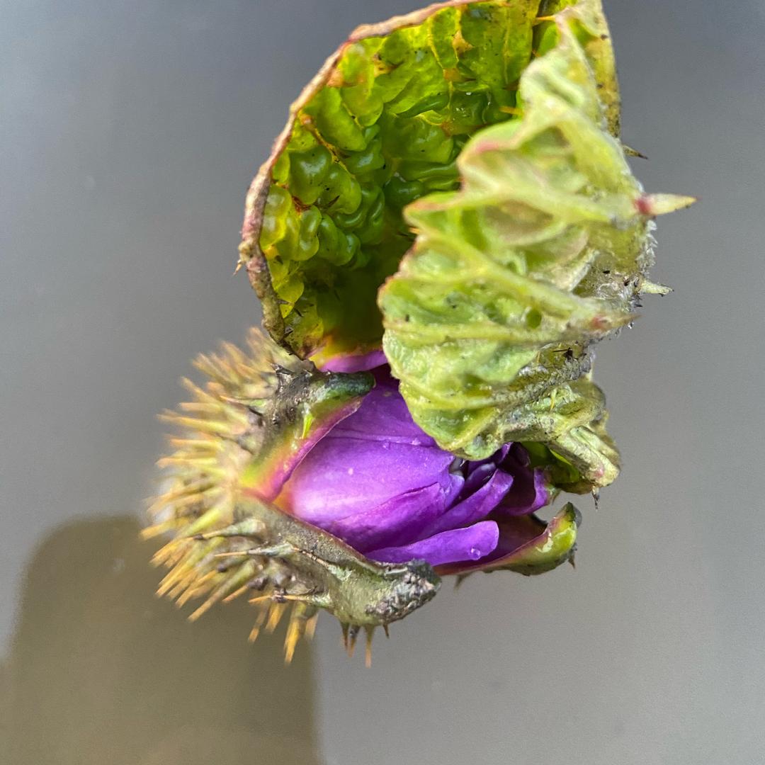 芊易农副产品经营部。