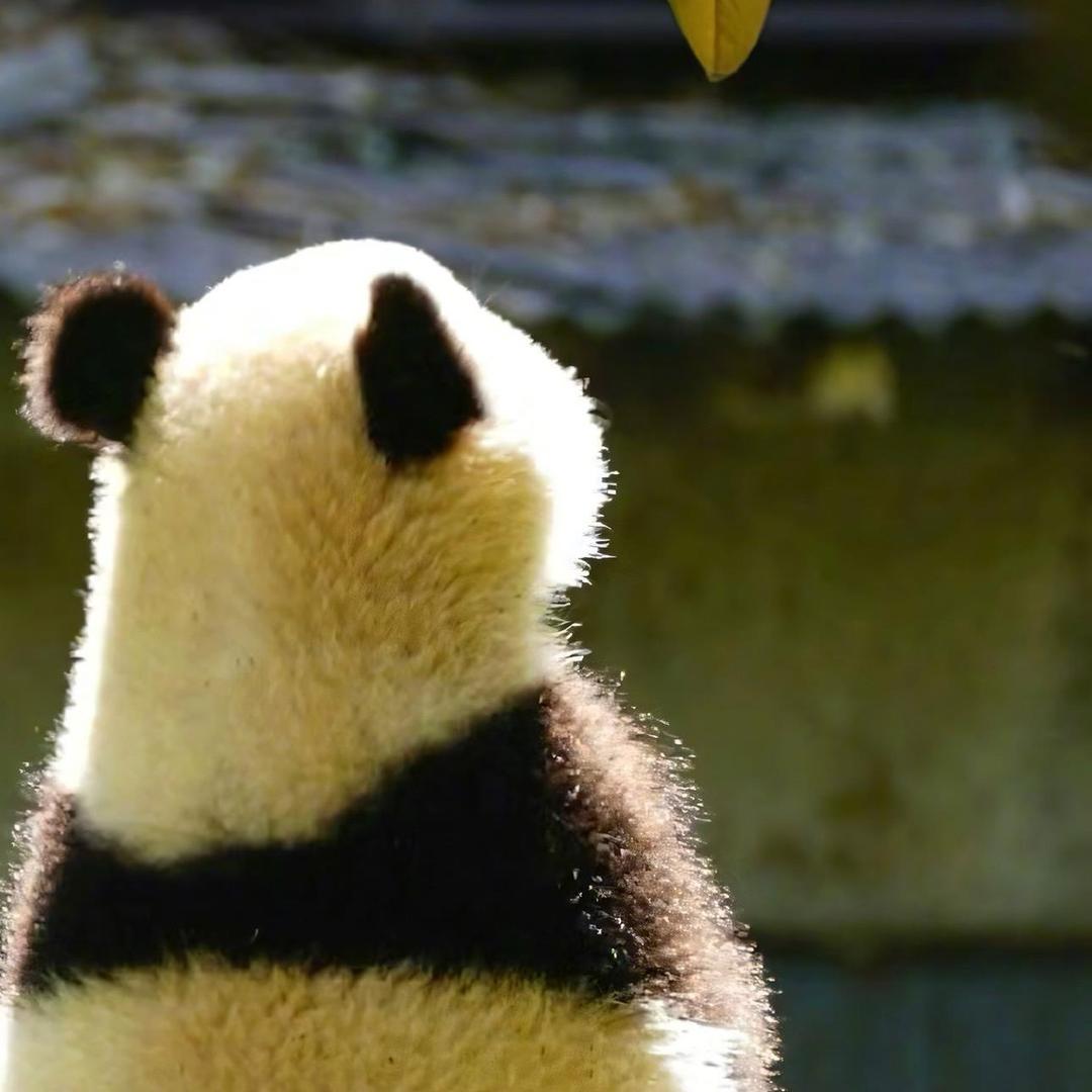 北方小伙胡某某丶