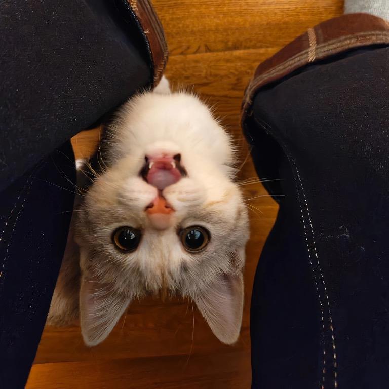 又失棉