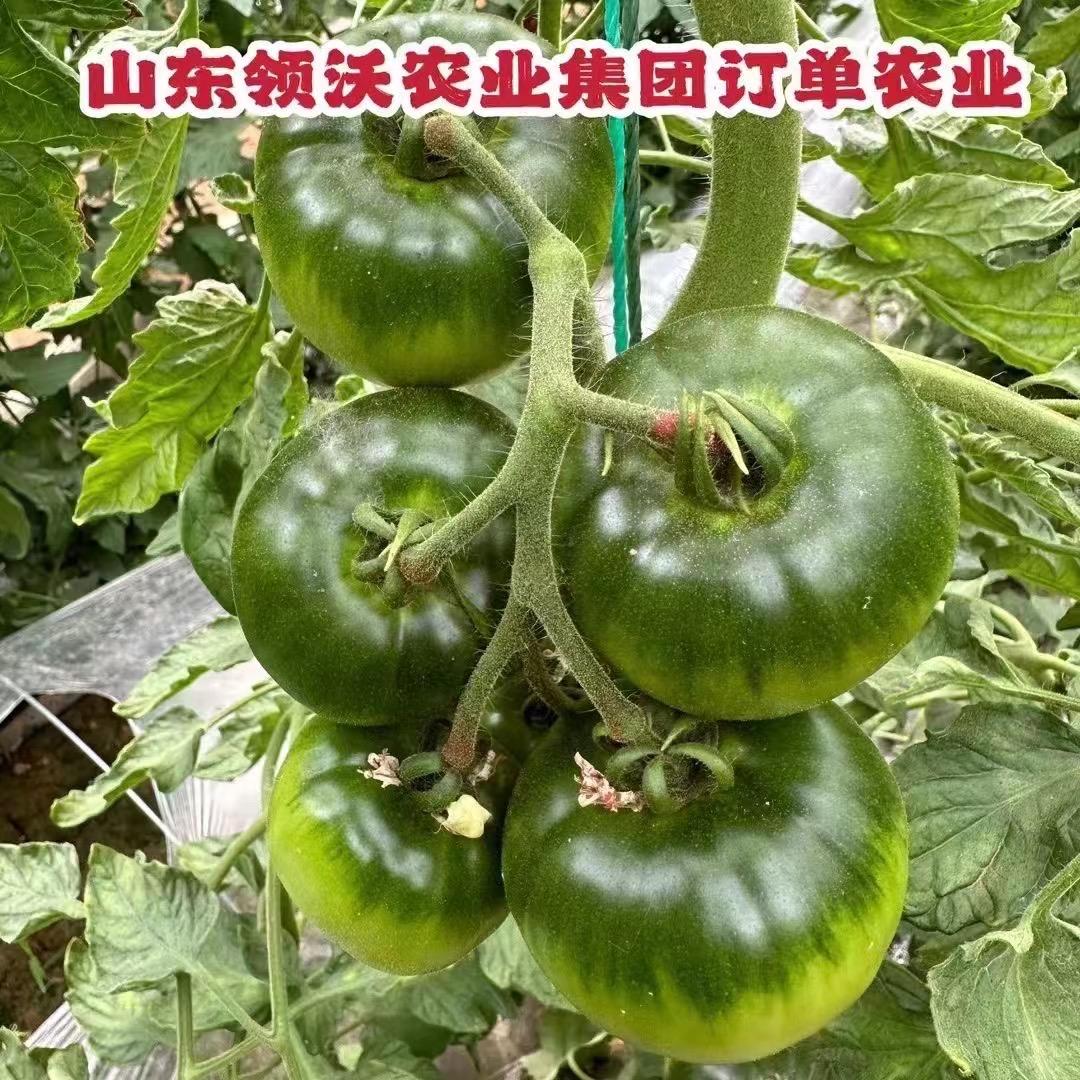 领沃农业集团-种苗